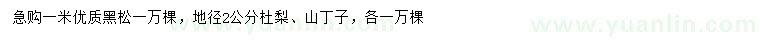 求購黑松、杜梨、山丁子