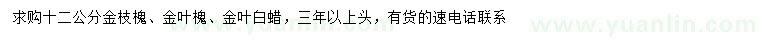 求購金枝槐、金葉槐、金葉白蠟