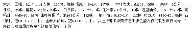 求購國(guó)槐、雪松、大葉女貞等
