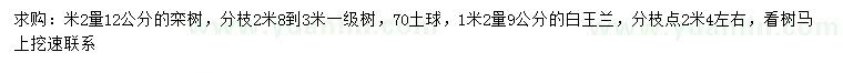 求購1.2米量12公分欒樹