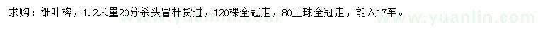 求購(gòu)1.2米量20公分細(xì)葉榕