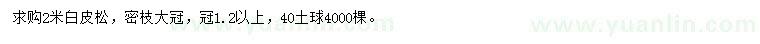 求購2米白皮松