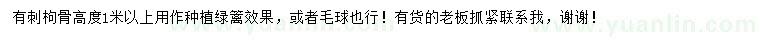 求購高1米以上有刺枸骨苗