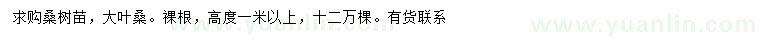 求購高1米以上桑樹苗