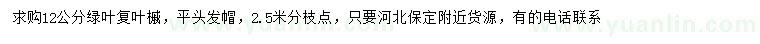 求購12公分綠葉復(fù)葉槭
