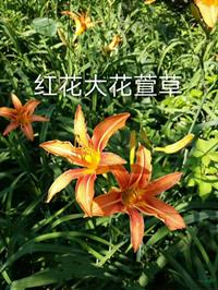 河北紅花大花萱草哪里好/哪家便宜