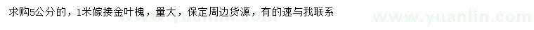 求購5公分金葉槐