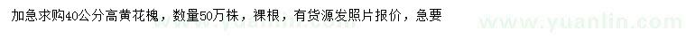 求購(gòu)高40公分黃花槐