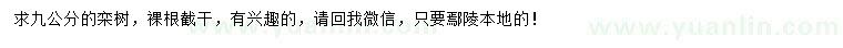 求購9公分欒樹綠化苗木
