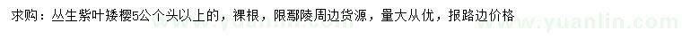 求購(gòu)叢生紫葉矮櫻