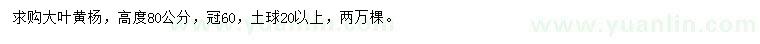 求購高80公分大葉黃楊