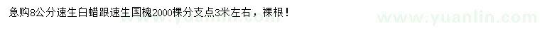 求購8公分速生白蠟、速生國槐