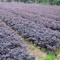 江蘇供應(yīng)紅花繼木大杯苗行情報(bào)價(jià)-圖片展示-產(chǎn)地直銷(xiāo)-規(guī)格*