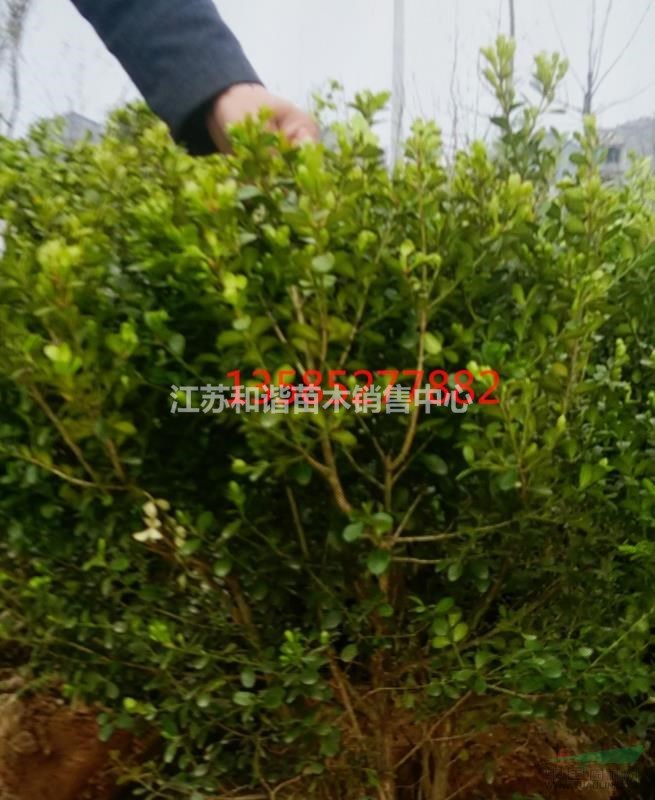 江蘇15公分冠幅瓜子黃楊價格