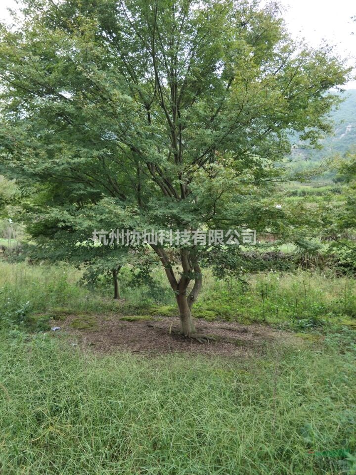 供有大規(guī)格雞爪槭6公分23公分及紅楓櫻花紅葉石楠海棠無(wú)患子 