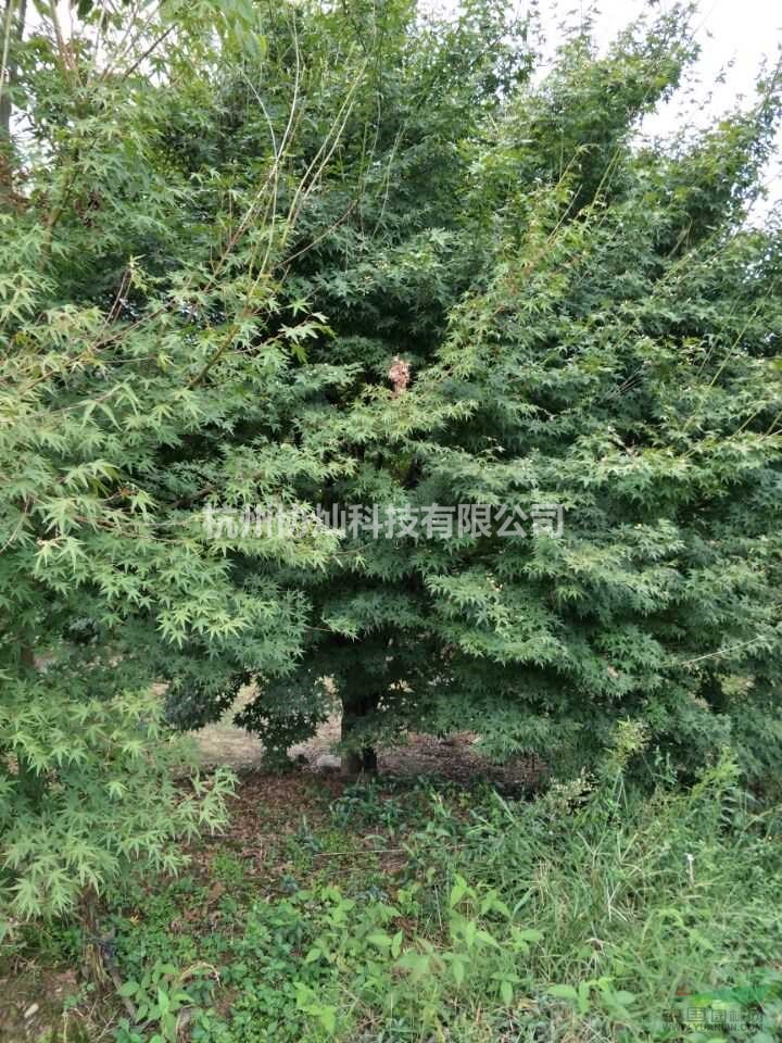 供有大規(guī)格雞爪槭6公分23公分及紅楓櫻花紅葉石楠海棠無(wú)患子 
