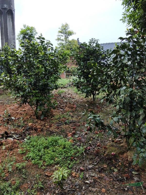 處理茶花3-4-5公分，價(jià)格45裝車