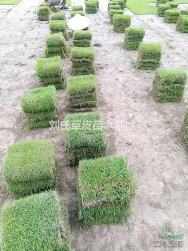 新建植馬尼拉草坪不容忽視的幾個問題