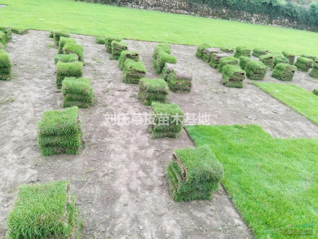新建植馬尼拉草坪不容忽視的幾個問題