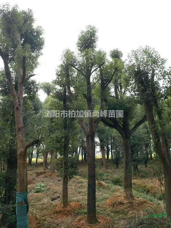 胸徑20公分再生香樟低價促銷