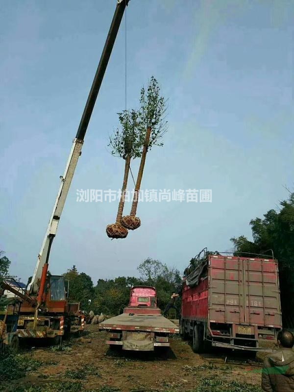 胸徑20公分再生香樟低價促銷