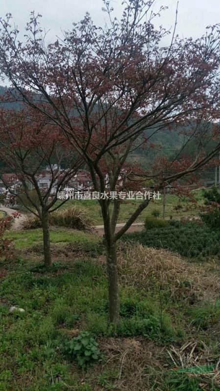 農戶直銷各規格精品綠化苗木紅楓