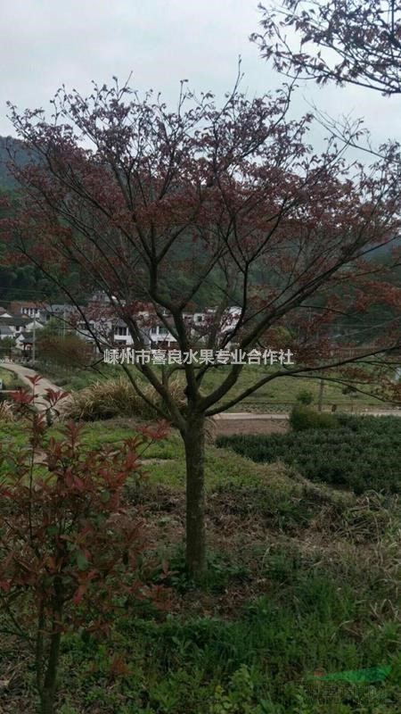 農戶直銷各規格精品綠化苗木紅楓