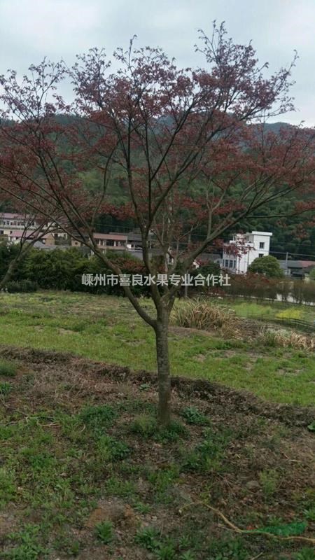 農戶直銷各規格精品綠化苗木紅楓