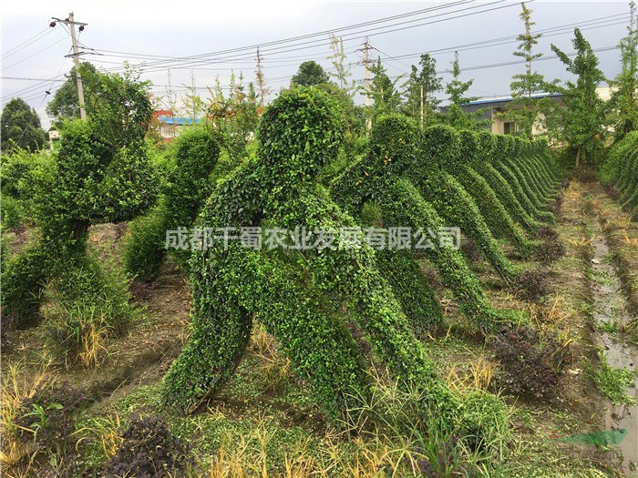 小葉女貞體育系造型,女貞造型體育造型,小葉女貞體育造型