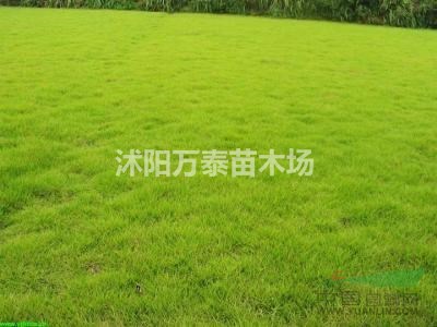 馬尼拉草坪價格，馬尼拉草坪批發(fā)，
