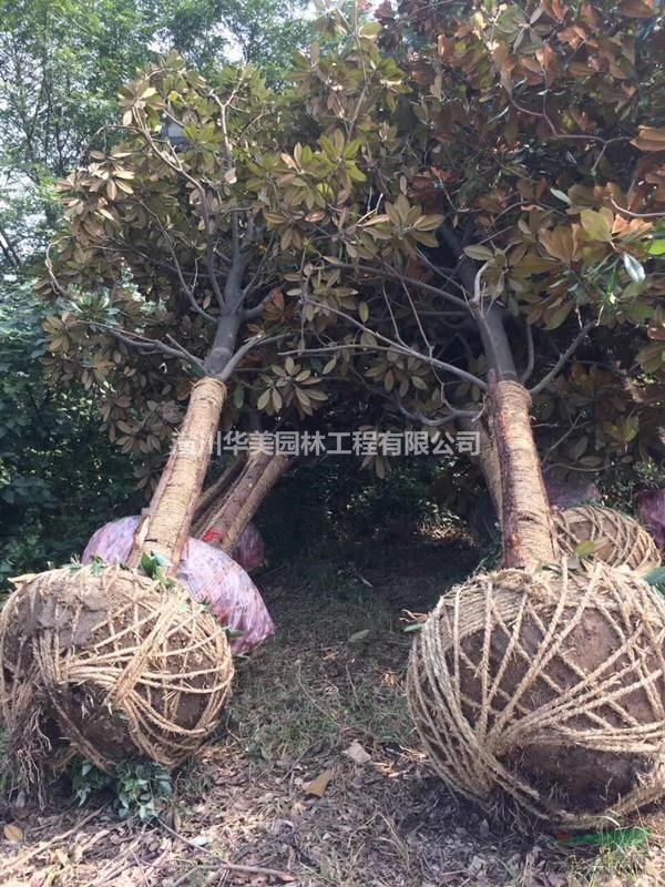 全冠香樟樹價格叢生香樟，河南香樟售價，潢川1-30公分香樟價