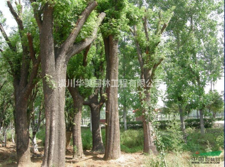 白蠟價格，4-40公分粗白蠟價格，對節白蠟價格，河南白蠟價格