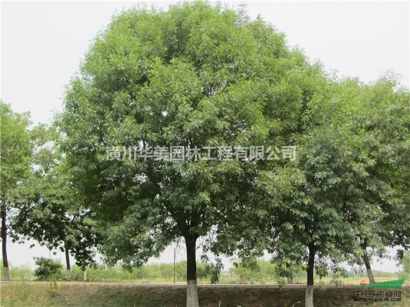 白蠟價格，4-40公分粗白蠟價格，對節白蠟價格，河南白蠟價格