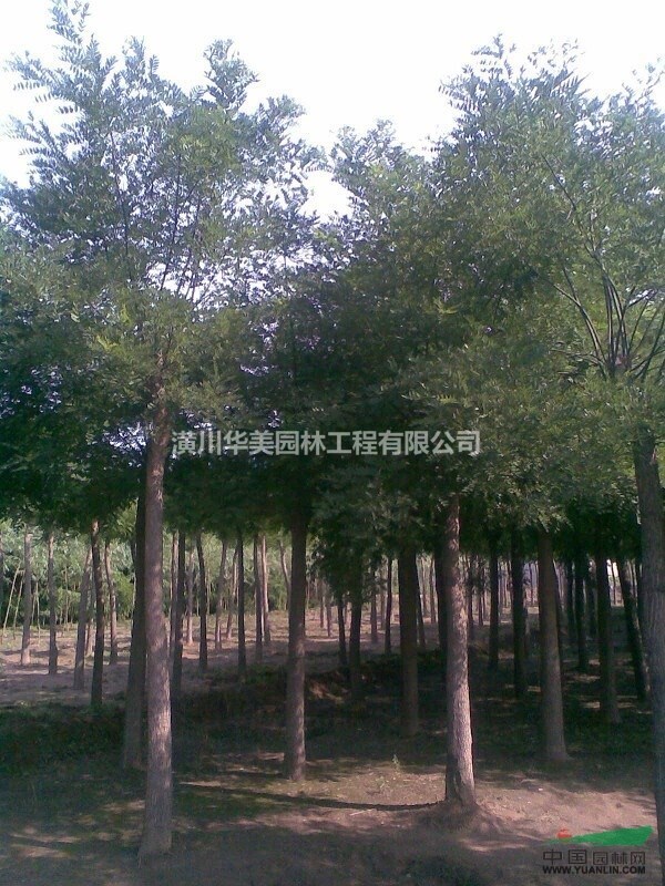 國槐價格刺槐樹，龍爪槐價格黃金槐價，河南潢川1-20公分國槐