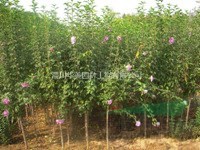 潢川苗木木槿樹價格，梔子花價格，中國櫻花價格，紅葉李價格表