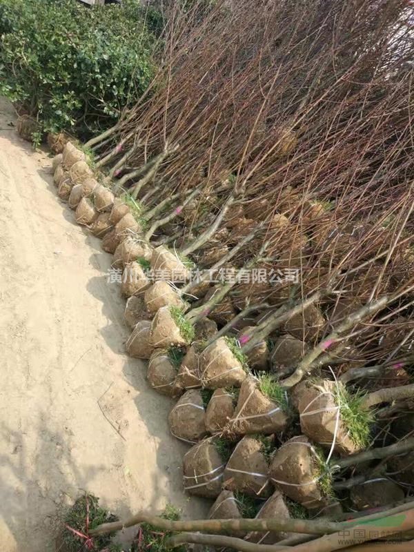 潢川苗木木槿樹價格，梔子花價格，中國櫻花價格，紅葉李價格表