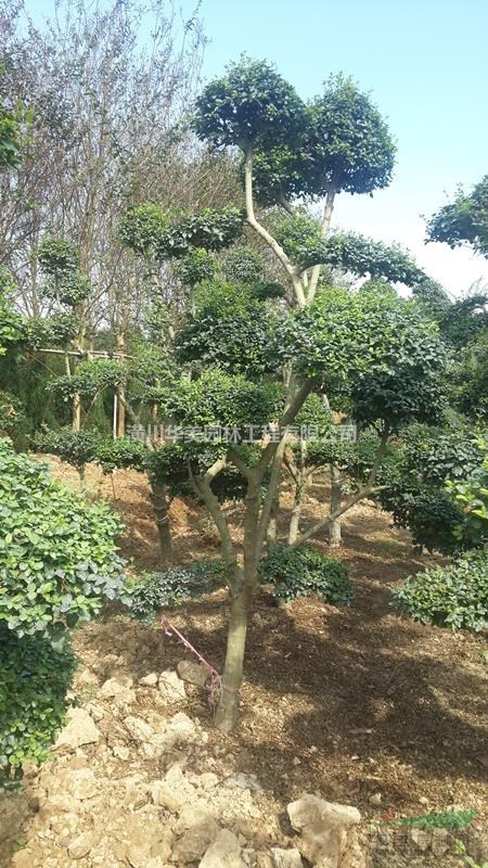 潢川苗木木槿樹價格，梔子花價格，中國櫻花價格，紅葉李價格表
