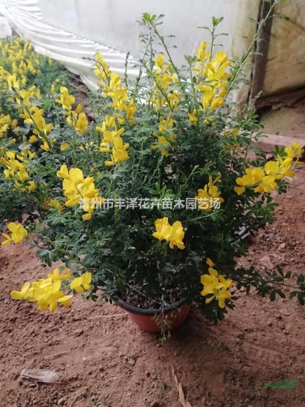 黃金雀種植基地