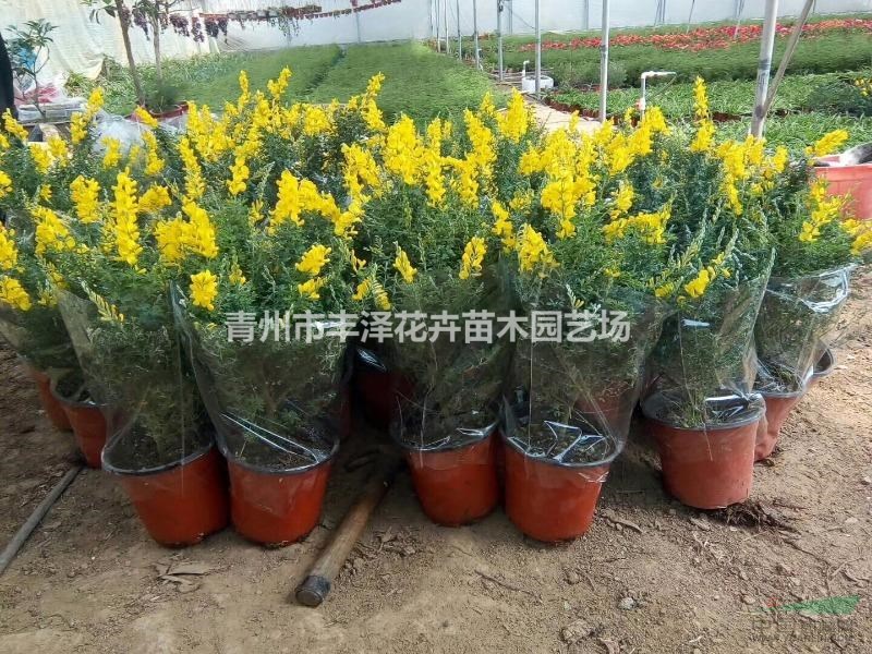 黃金雀種植基地