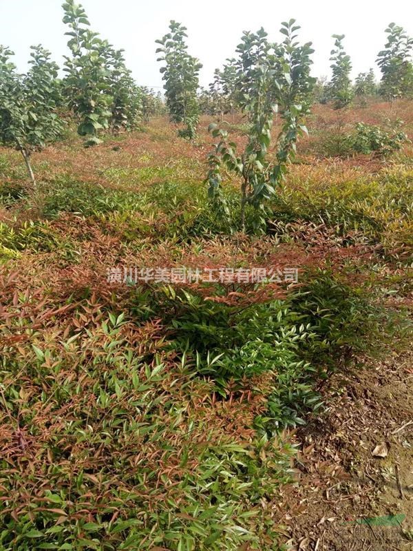 十大功勞價格，木槿價格，紫荊價格，火棘價格，河南花木樹苗價格
