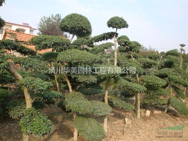 楊梅樹價格，旱柳售價，速生楊，木瓜價格，臭椿杜英香花槐價格