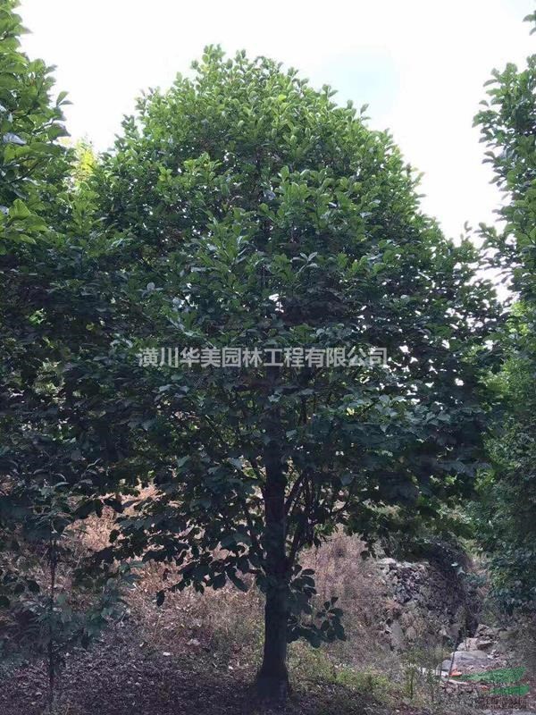 楊梅樹價格，旱柳售價，速生楊，木瓜價格，臭椿杜英香花槐價格