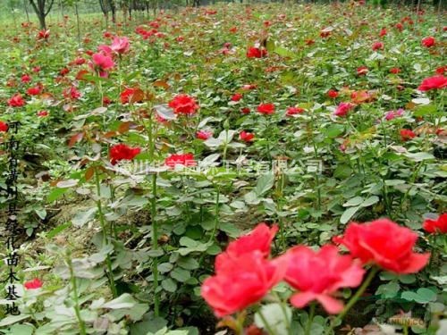冠幅40公分小葉梔子花價格，羅漢松造型價格，金合歡樹價格