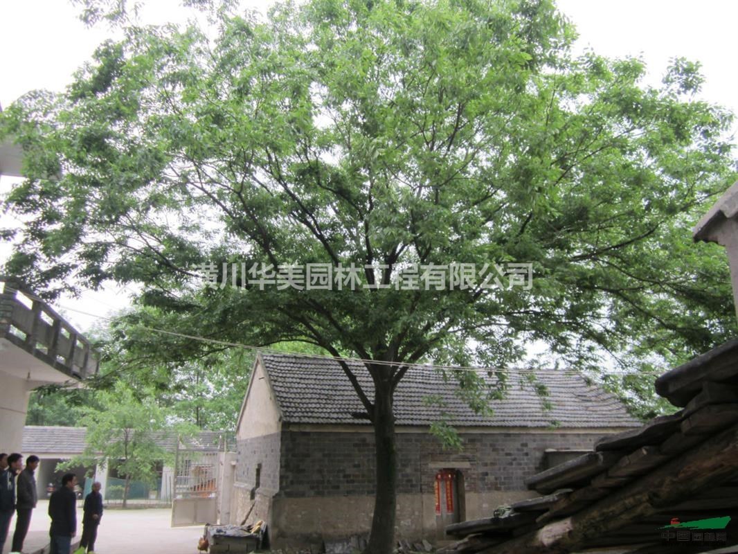 櫸樹報價 河南櫸樹價格 胸徑1-40公分櫸樹價格，櫸樹產地價