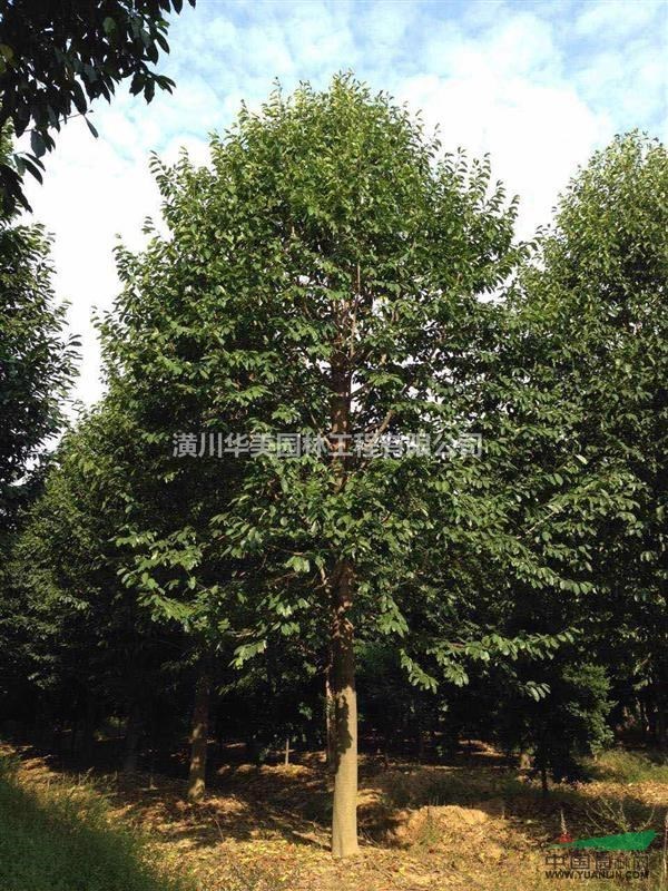 櫸樹報價 河南櫸樹價格 胸徑1-40公分櫸樹價格，櫸樹產地價