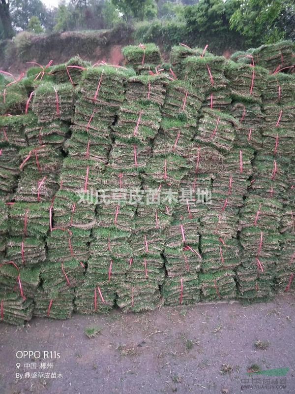 馬尼拉草坪冬季草坪干黃的解決方法