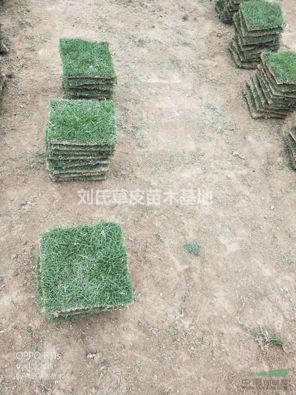 馬尼拉草坪冬季草坪干黃的解決方法