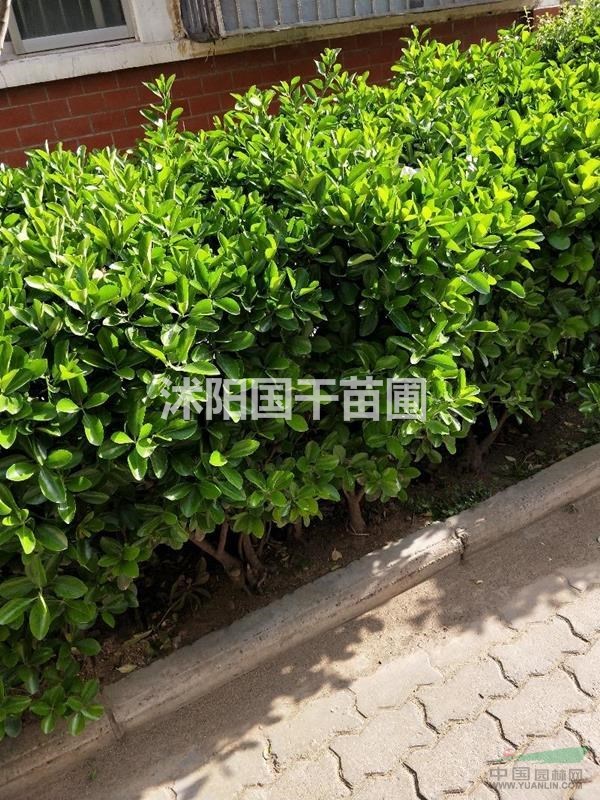 江蘇沭陽(yáng)國(guó)干苗圃供應(yīng)冬青球，美國(guó)紅楓，櫻桃樹(shù)