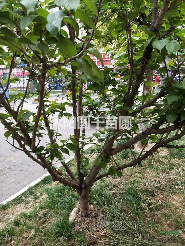 江蘇沭陽(yáng)國(guó)干苗圃供應(yīng)冬青球，美國(guó)紅楓，櫻桃樹(shù)