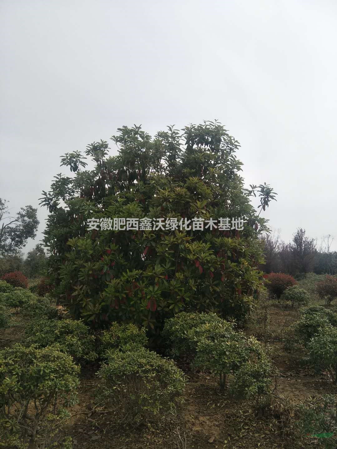 各種規(guī)格中華石楠出售